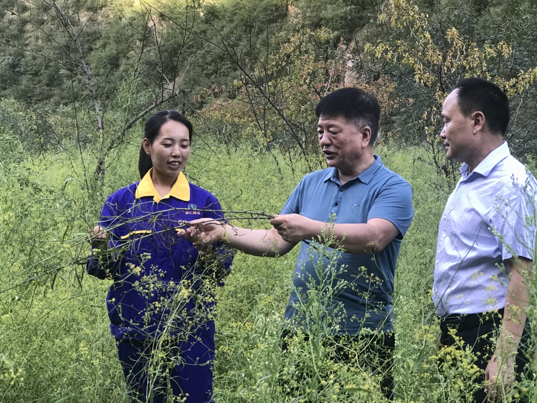 圖3 在西部山區(qū)的拓石鎮(zhèn)與博仁藥業(yè)有限公司王招社經(jīng)理和技術(shù)員交流柴胡種植技術(shù)及經(jīng)驗.JPG